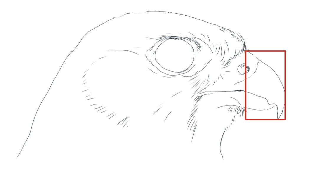 Disegnare gli uccelli - Prima lezione